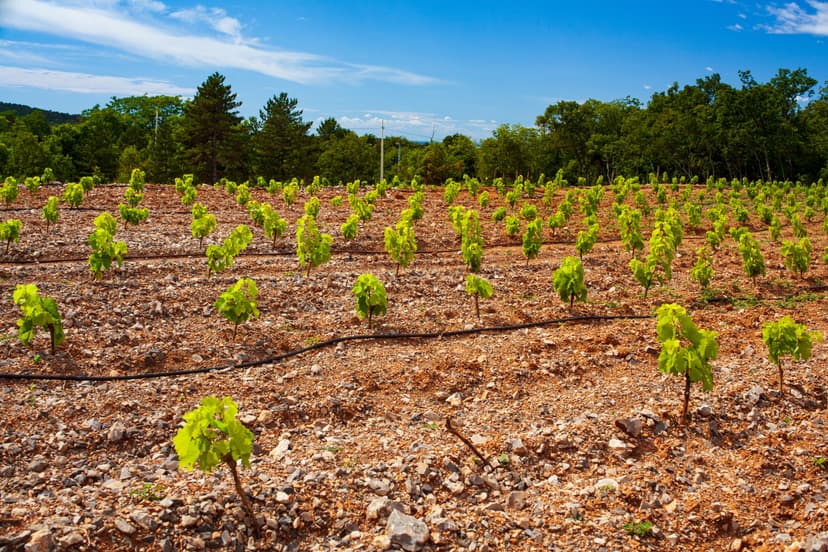 Nuovo impianto nel carso triestino